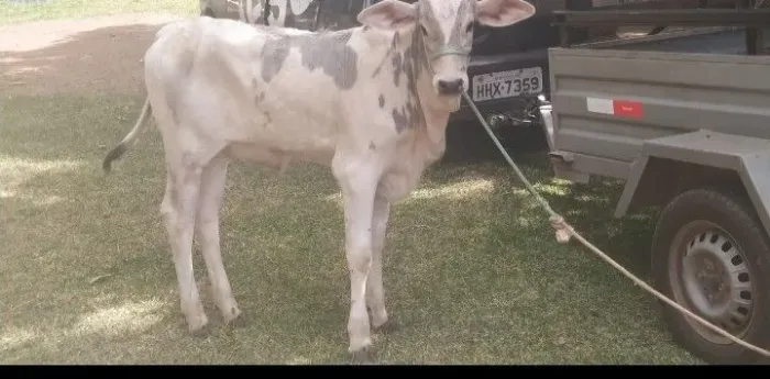 Bezerra 