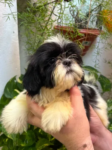 Shitzu