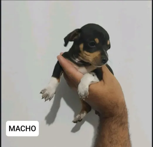 Pincher zero MACHO. 