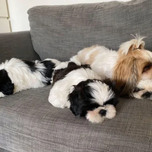 Filhotes de Shih Tzu | Um amigo especial.