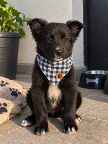 BORDER COLLIE UM CACHORRO PRA COMPANHIA INTELIGENTE
