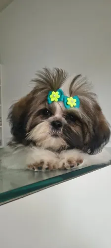 Linda Shihtzu Fêmea