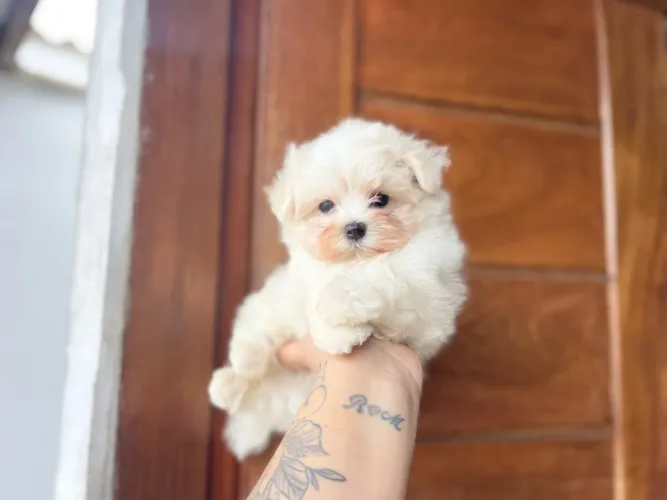 Maravilhoso macho maltês mini com pedigree
