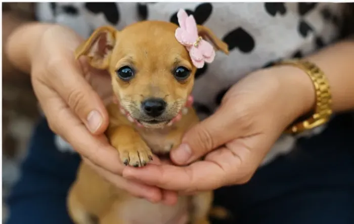 Filhote de cachorro Pinscher/Pincher/Pinsher/Pintier alegres, espertos e companheiros