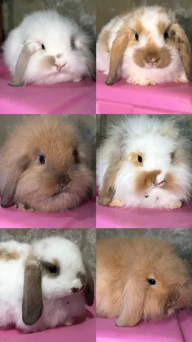 Filhotes de mini coelhos - Mini Lop e Mini Fuzzy Lop