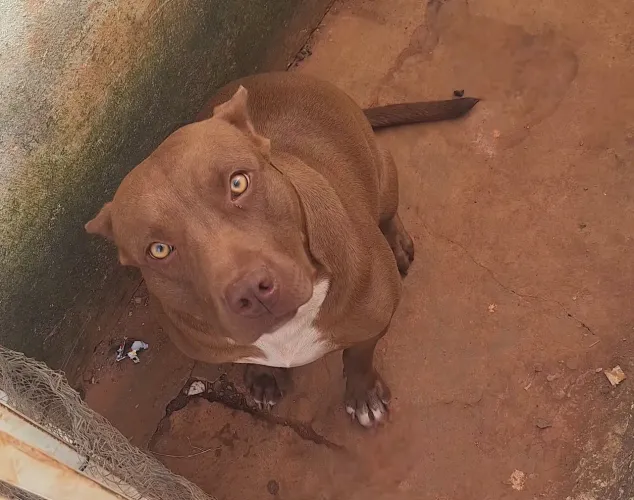 Pitbull 