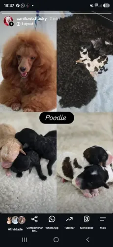 Poodle toy lindos para reserva