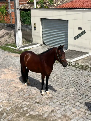 Cavalo com documento