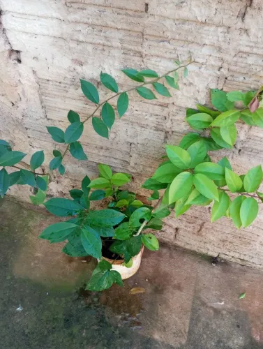 Vendo essa muda pra pro nobre não entrego 