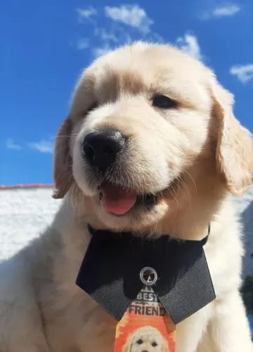 Golden Retriever filhotes disponível