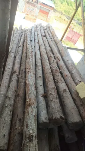Estroncas de Eucalipto Novas