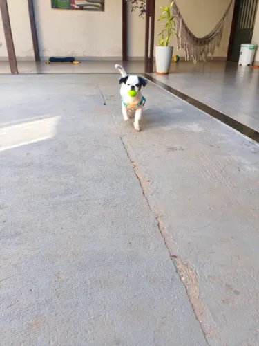 Doação de cachorro