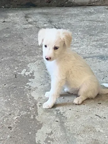 Vendas de dog