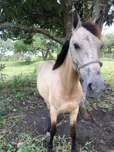 Cavalo místico de paulista