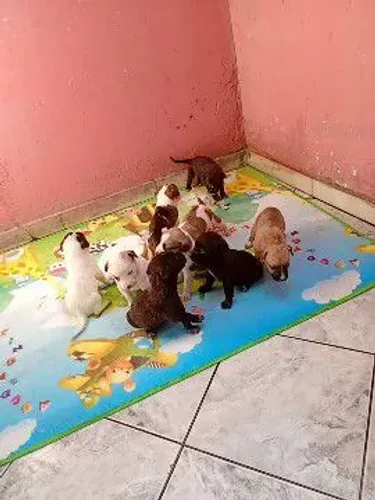 Vende-se o filhote de Pit Bull
