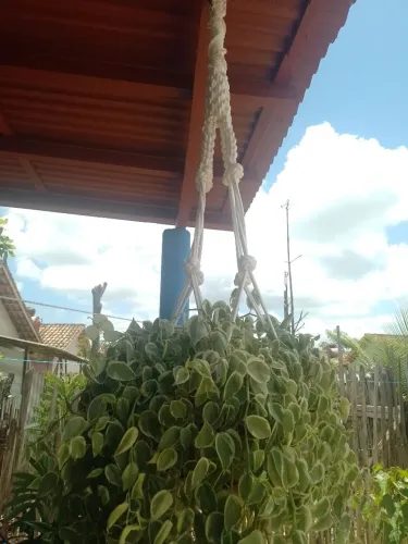 Planta com suporte decorado