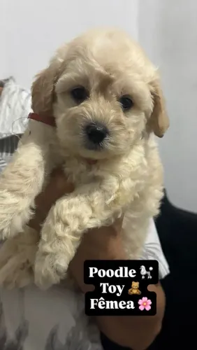 Poodle 
