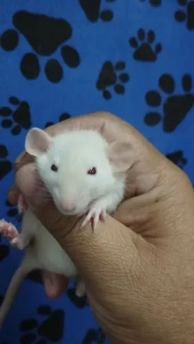 Ratos Twister e Camundongos 