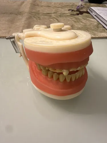 Manequim odonto