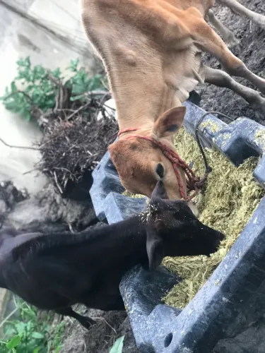 Vaca e bezerra