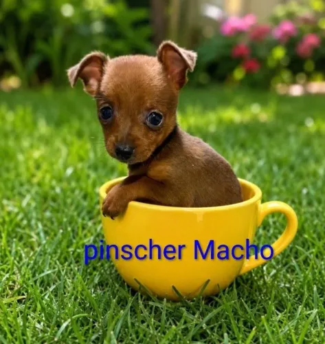 MASCOTINHO PINSCHER ANÃO 