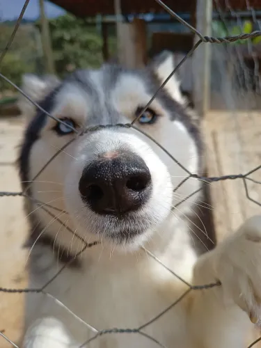 Husky Siberiano, procuro ninhada