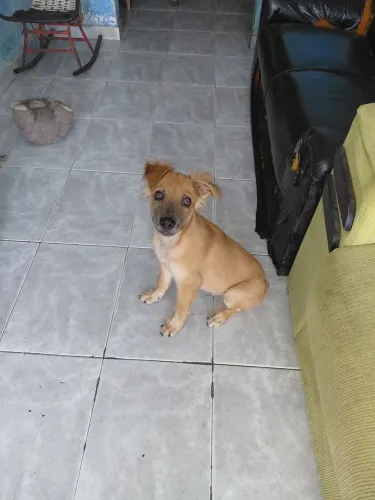 Doação de cachorro labrador 3 meses