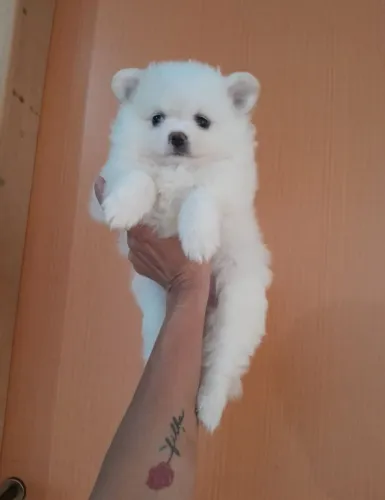Spitz Alemão Lulu da Pomerânia Anão macho e fêmea Passo cartão