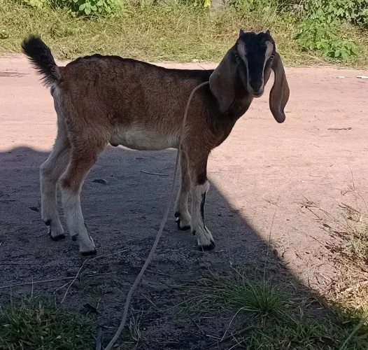 Bode capado, tem 3 meses