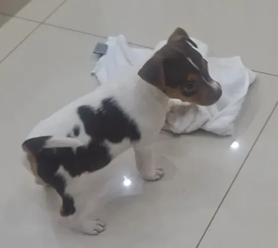 TERRIER BRASILEIRO