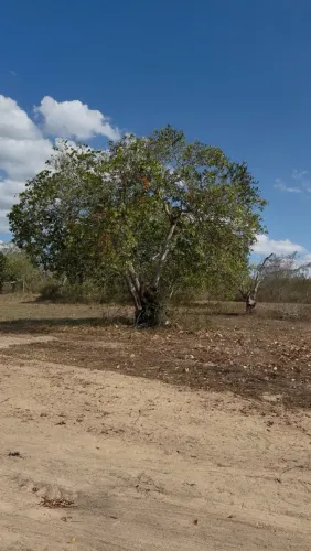 Meia tarefa retiro coração de Maria