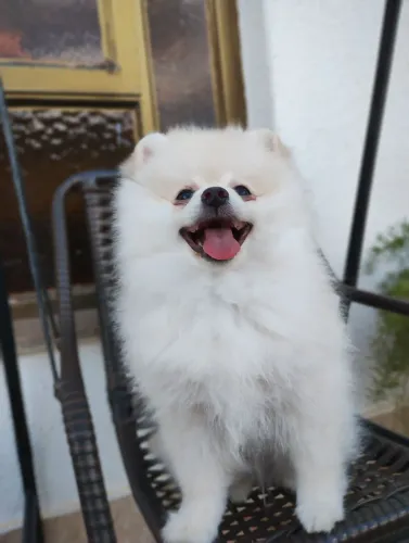 Spitz alemão anão