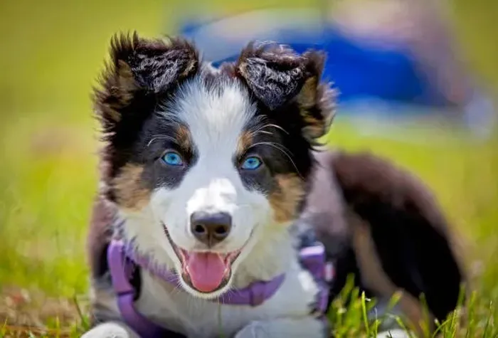 ? Filhotes de Border Collie | Energia, Inteligência e Muito Carinho