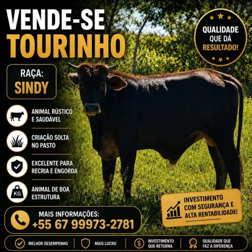 Vendo tourinho Sindy