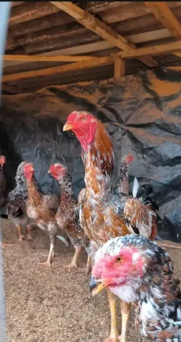 Pintinhos Índio Gigante de Alto Padrão - Criatório Atlas