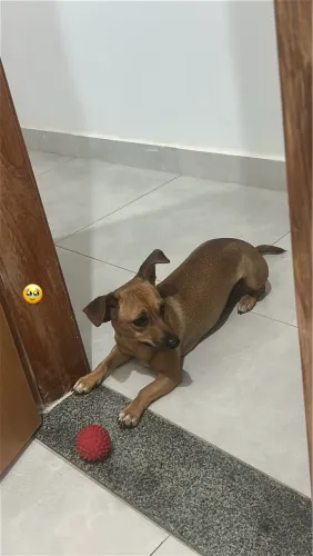 Cachorro