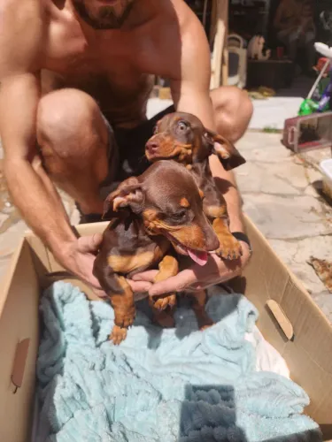 Cachorro Teckel Miniatura 