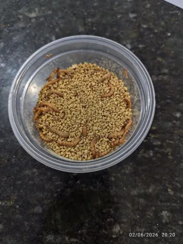 Pote com 200 larvas de tenébrios molitor.