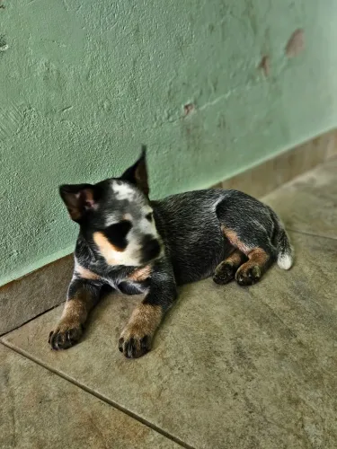 Bluee Heeler /Red Heeler /Boiadeiro Australiano 