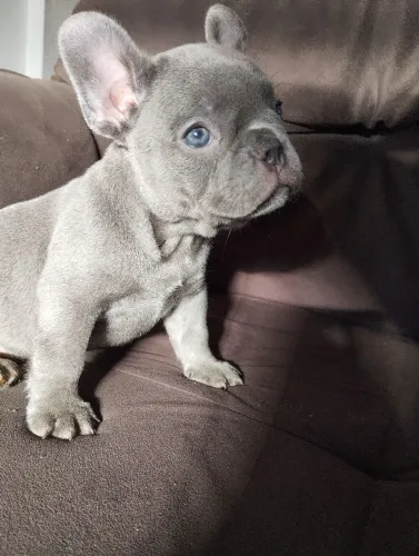 Bulldog francês Exóticos/Fêmea 