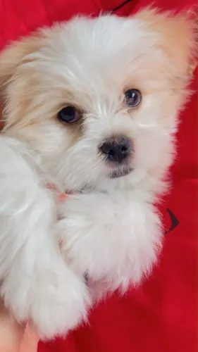 Filhote de shih-tzu