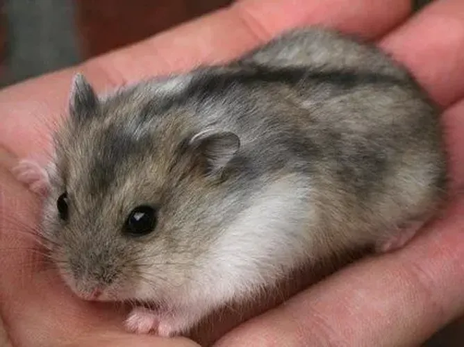 Hamster anão russo