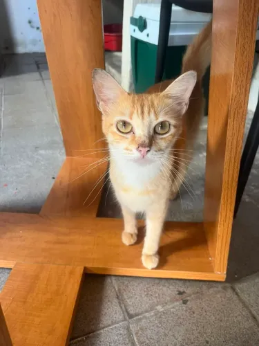 Gatos para adoção