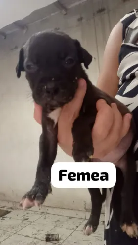 Vendo filhotes de pitmonster com Pitbull 