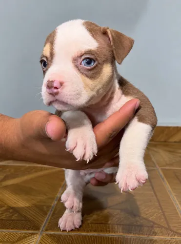 Filhote American Bully