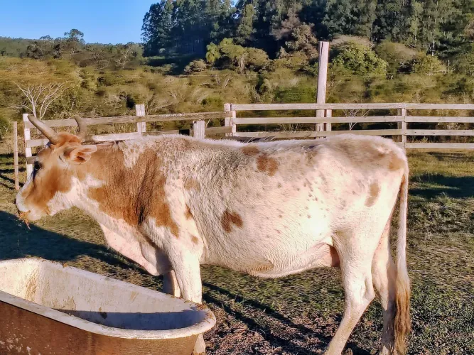 Vaca cruza de jersey