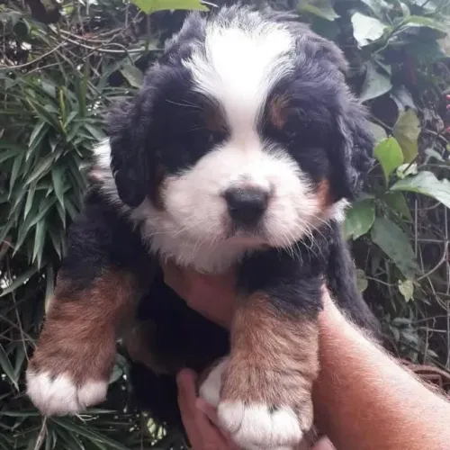 Filhotes de Bernese | Alegria que surge de repente