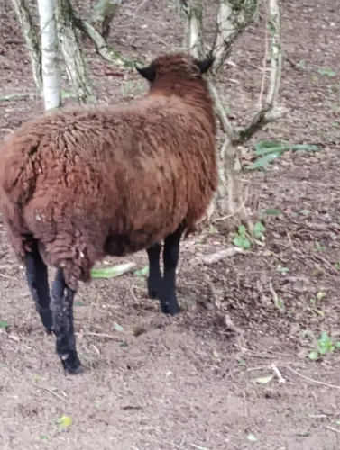 Vendo um carneiro texel preto ou troco por duas borregas lindo animal 