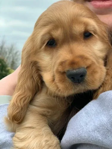 Cocker spaniel fofo 