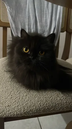Belíssima princesa preta